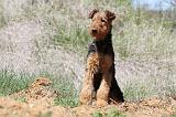 AIREDALE TERRIER 228